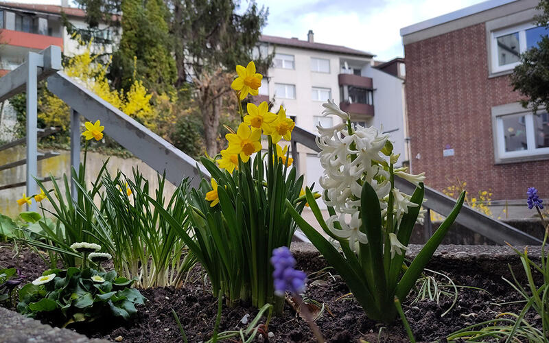 Frühlingsblumenpracht